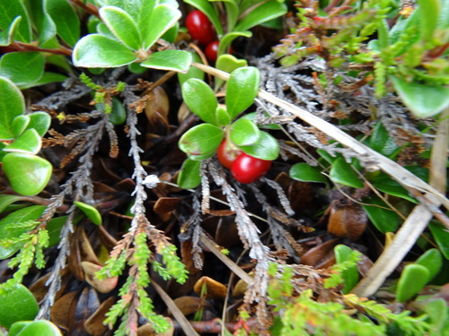 Medvjetka (Arctostaphylos uva-ursi)