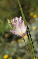 Ixia polystachya