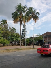 Arecaceae