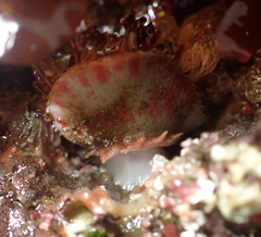 Placiphorella velata