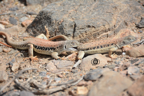 Aralo-Caspian racerunner, Eremias persica