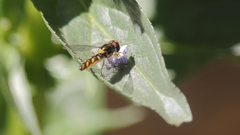 Allograpta hortensis