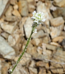 Berteroa obliqua