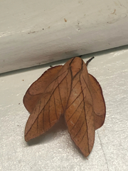 Oiticella convergens