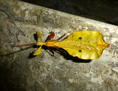 Phylliidae