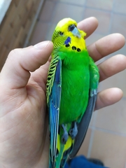 Melopsittacus undulatus