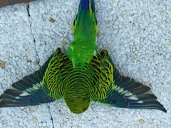 Melopsittacus undulatus