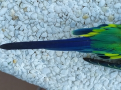 Melopsittacus undulatus