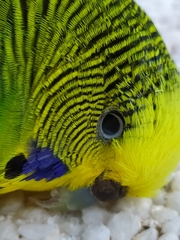 Melopsittacus undulatus