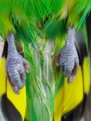 Melopsittacus undulatus