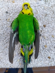 Melopsittacus undulatus