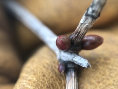 Viburnum opulus americanum