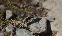 Austroscaeva melanostoma