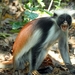 Zanzibar Red Colobus Monkey - Photo (c) Michal Sloviak, some rights reserved (CC BY-NC), uploaded by Michal Sloviak