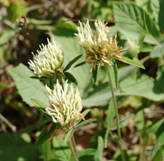Trifolium ochroleucon