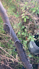 Peniophora malenconii