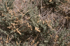 Atriplex torreyi torreyi