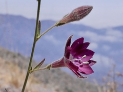 Malesherbia linearifolia