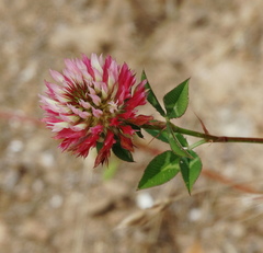 Trifolium setiferum