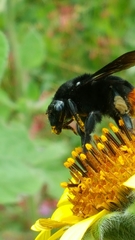 Bombus diligens