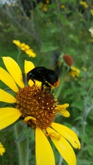 Bombus diligens