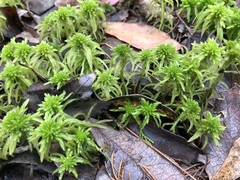 Sphagnum recurvum