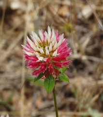 Trifolium setiferum