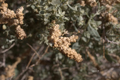 Atriplex torreyi torreyi