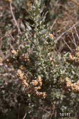 Atriplex torreyi torreyi