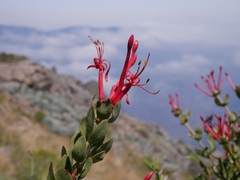 Tristerix verticillatus