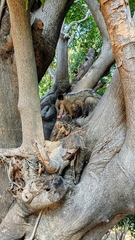 Didelphis virginiana