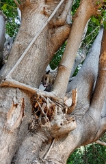 Didelphis virginiana