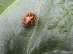 Epilachna paenulata
