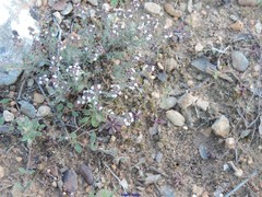 Helianthemum ledifolium
