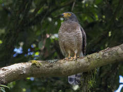 Rupornis magnirostris