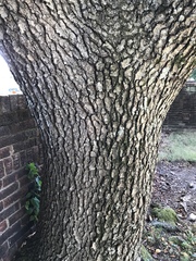 Prunus serotina