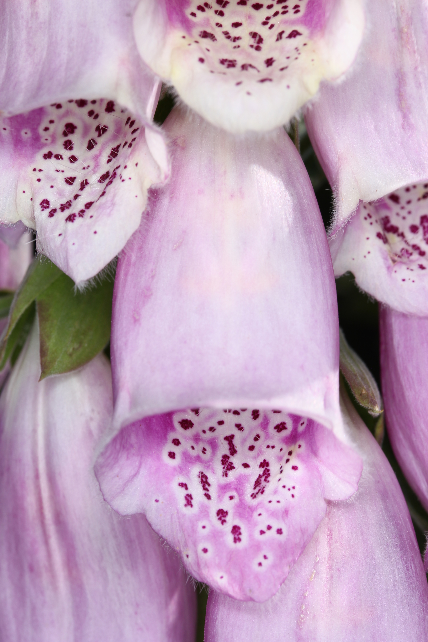 dedaleira (Digitalis purpurea) · BioDiversity4All, image size:1365x2048