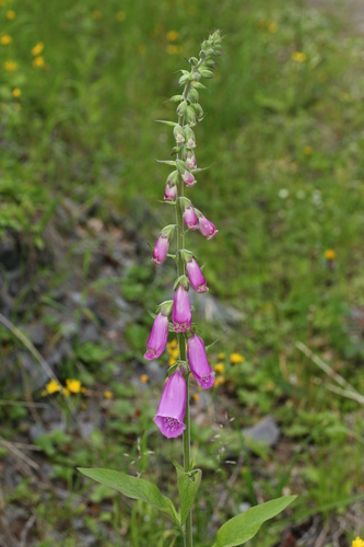 Digitalis purpurea