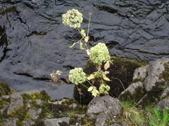 Angelica archangelica