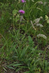Carduus defloratus tridentinus