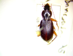 Synuchus impunctatus