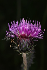 Carduus defloratus tridentinus