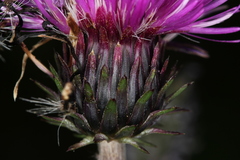Carduus defloratus tridentinus