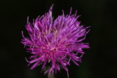 Carduus defloratus tridentinus
