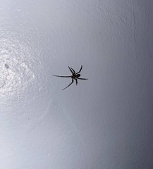 Araneae