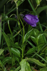 Campanula pulla