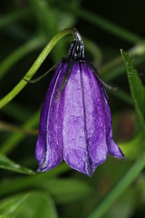 Campanula pulla