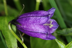 Campanula pulla