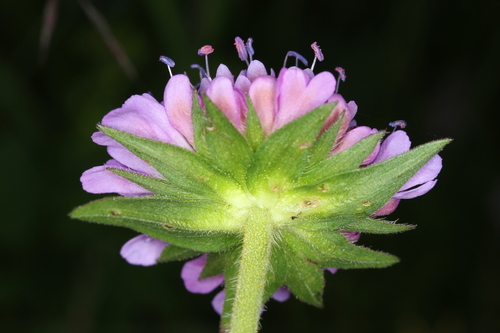 Knautie arvensis 3
