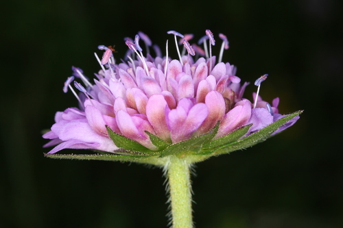 Knautie arvensis 2